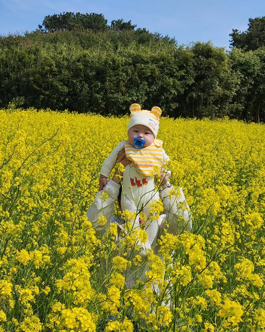 유채꽃밭에 다녀왔어요