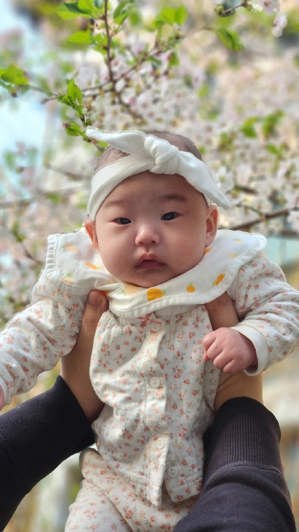 채아도 벚꽃샷 갑니당