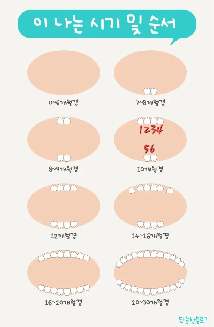 아가들 이빨 나는 순서.. 