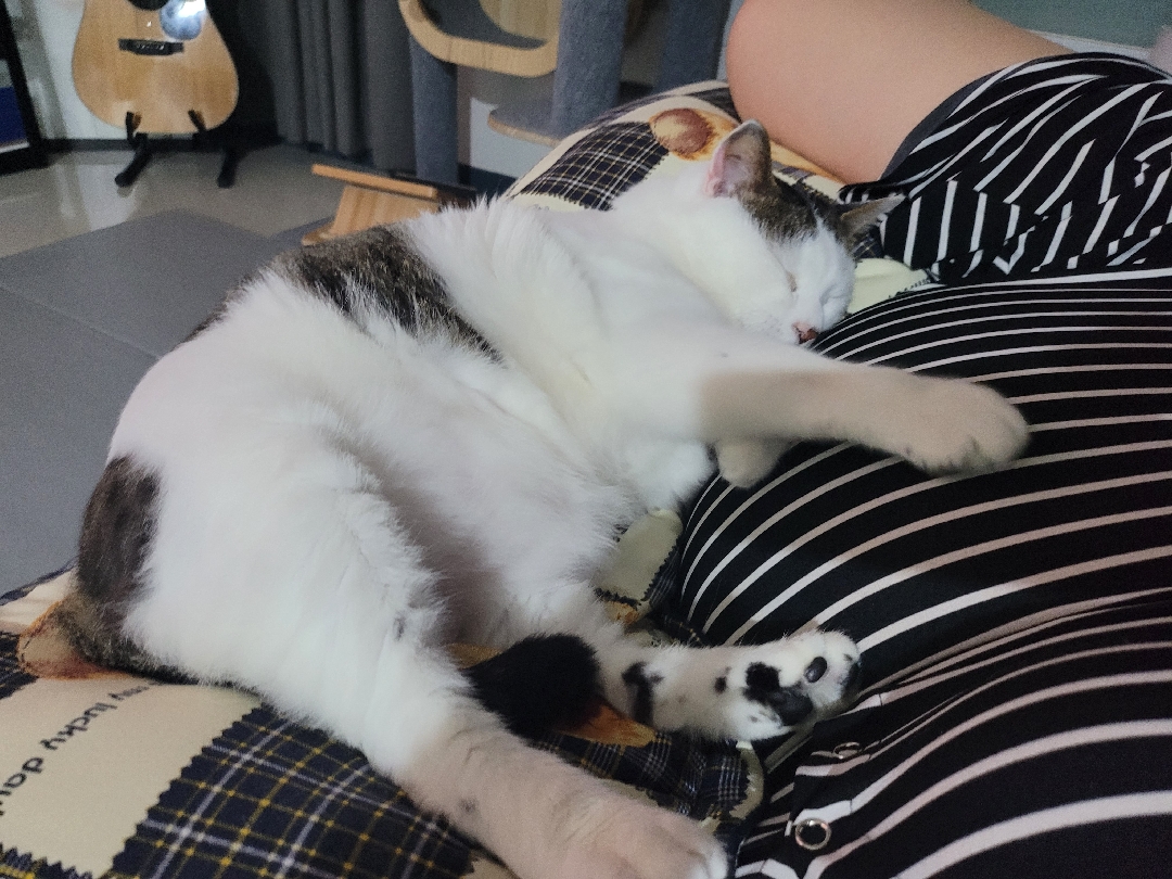 애묘육아예약1인입니다❤️