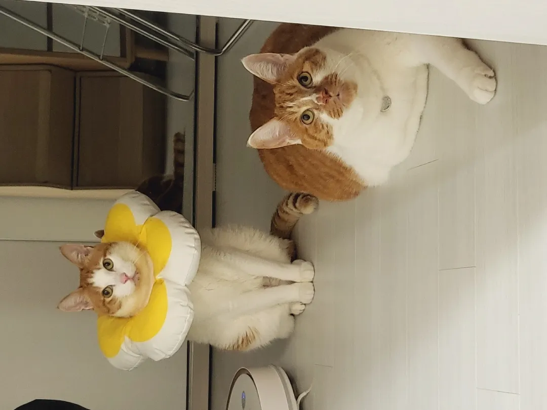 혹시 고양이 키우시는 분 계실까요?