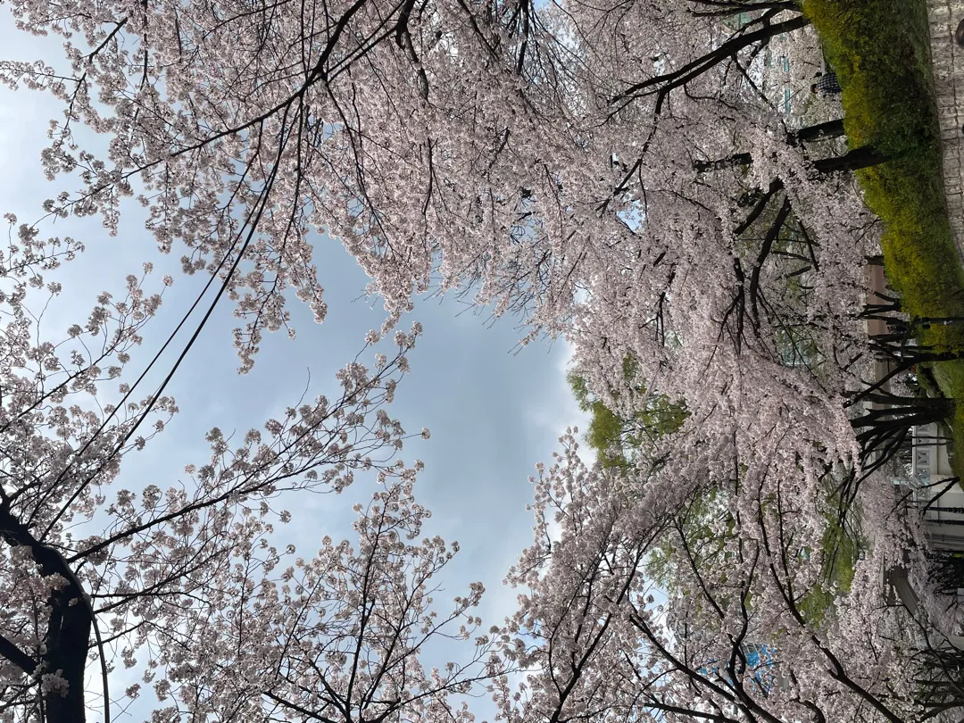 벚꽃놀이