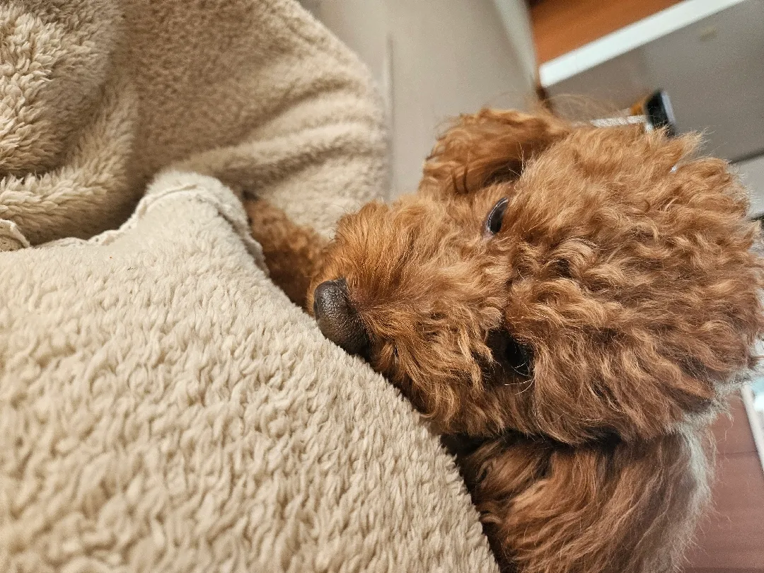 애개육아
