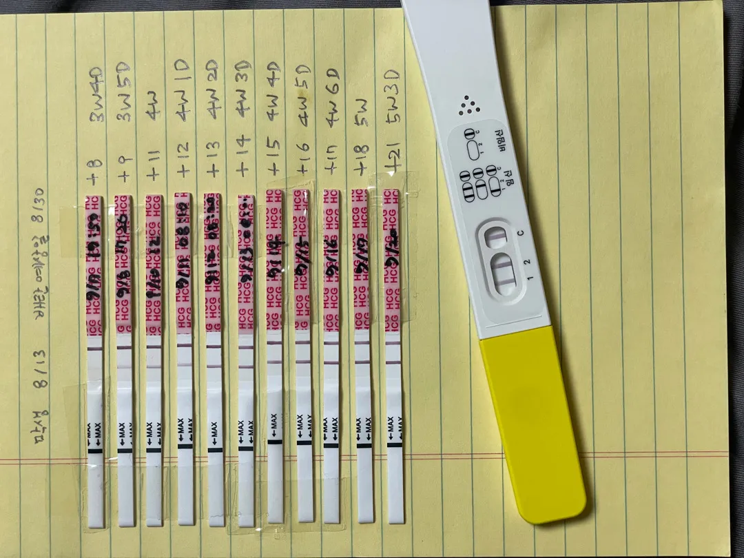 5주 3일 난황보고 왔네요