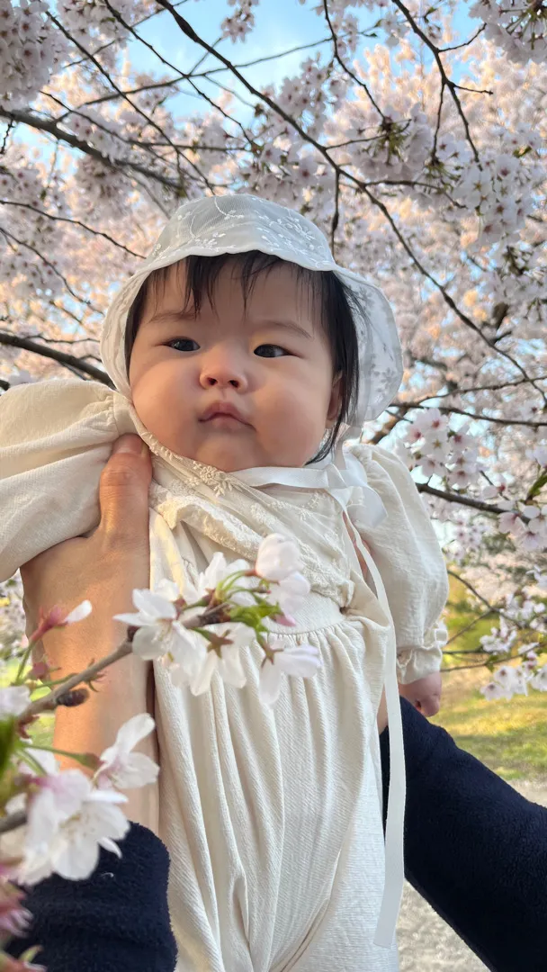 벚꽃 막차 타요 ^^