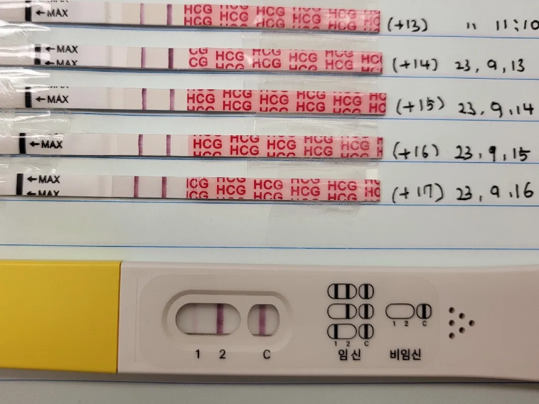 배란17일차 아기집 보일까요?!