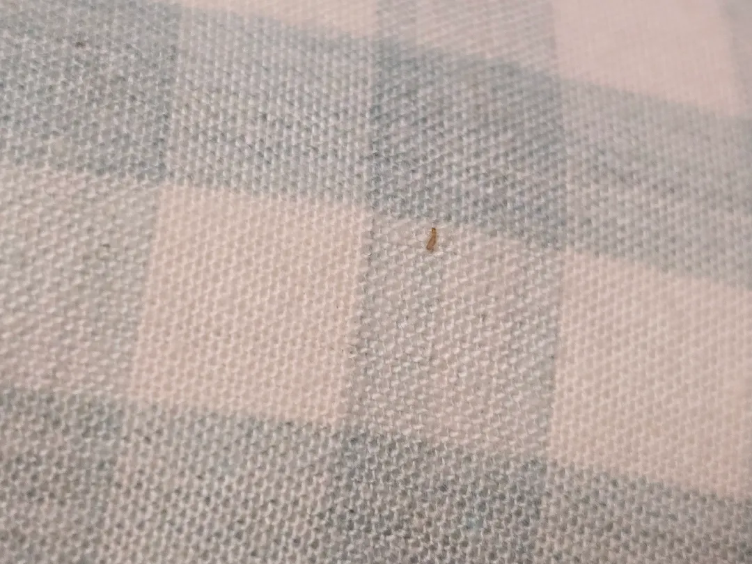 이거 먼지다듬이인가요...?