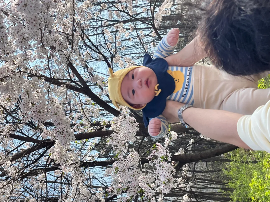 벚꽃 둥절🌸🌸