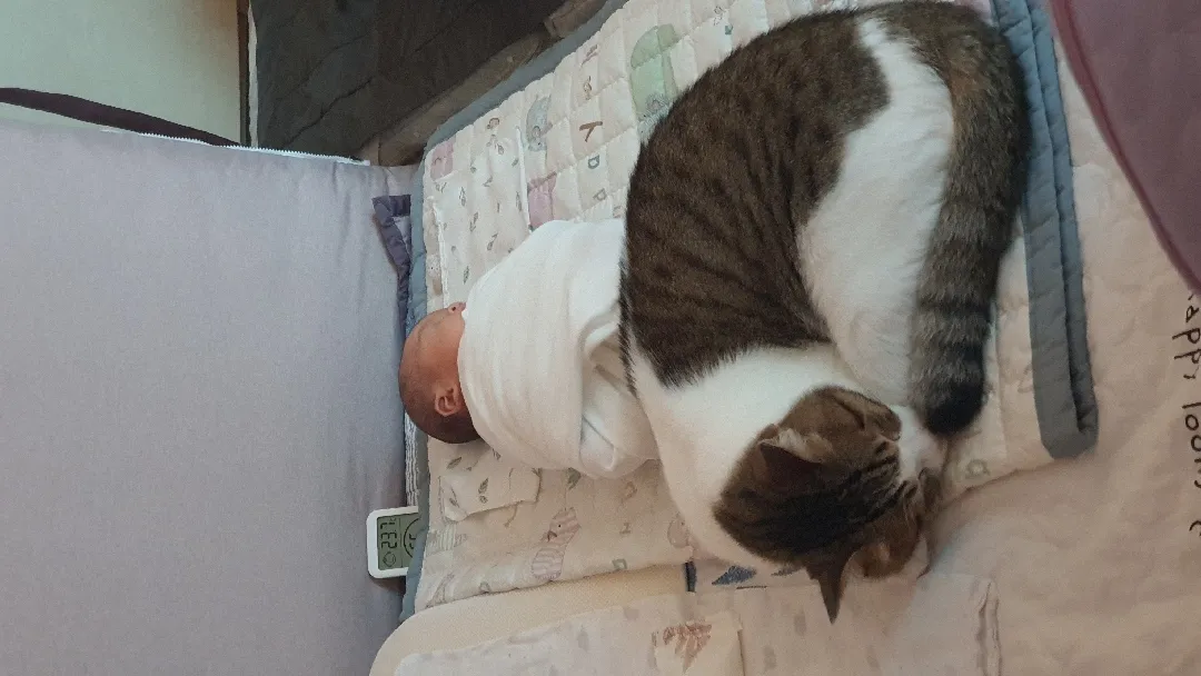 아기와 고양이