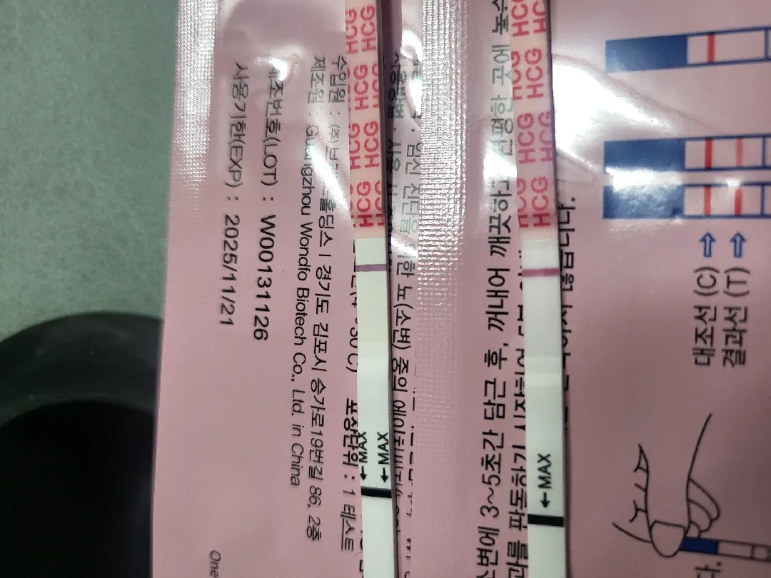 배란11일차