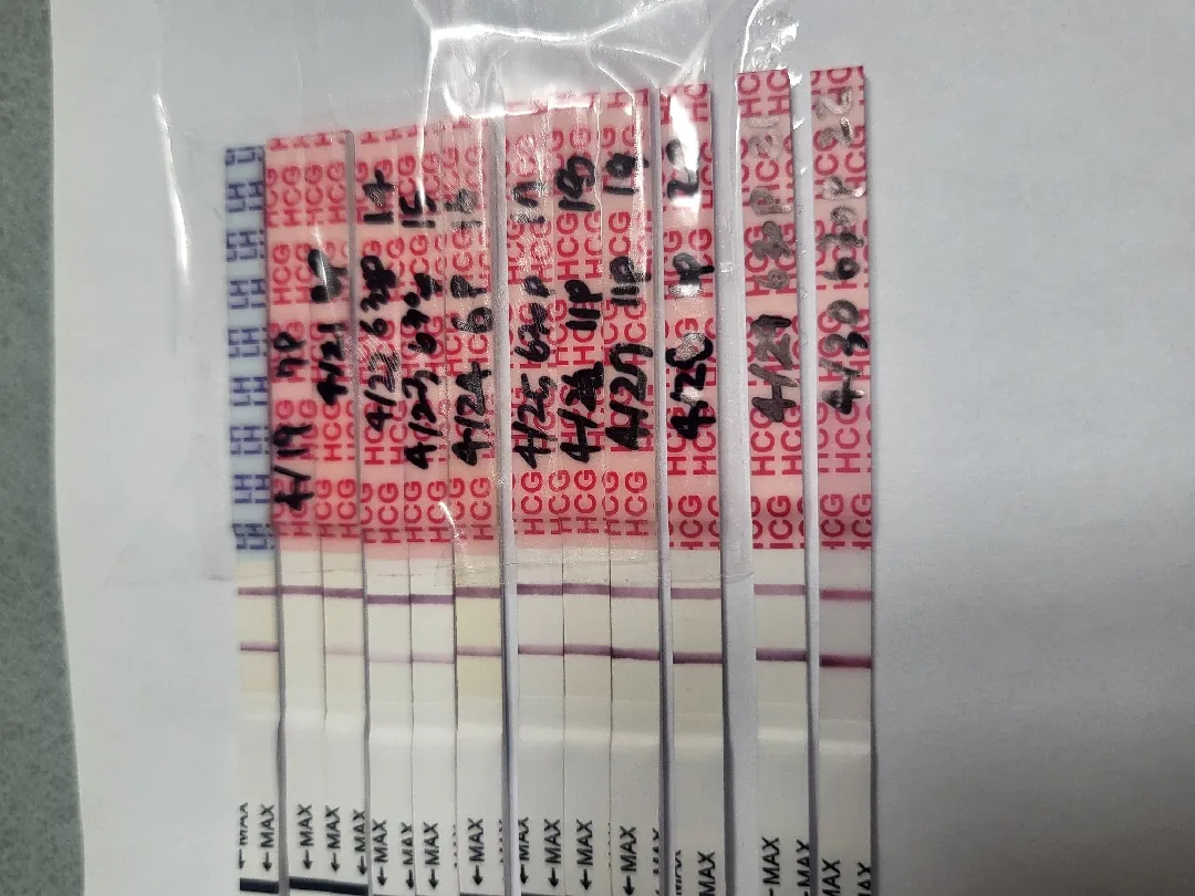 배란22일차