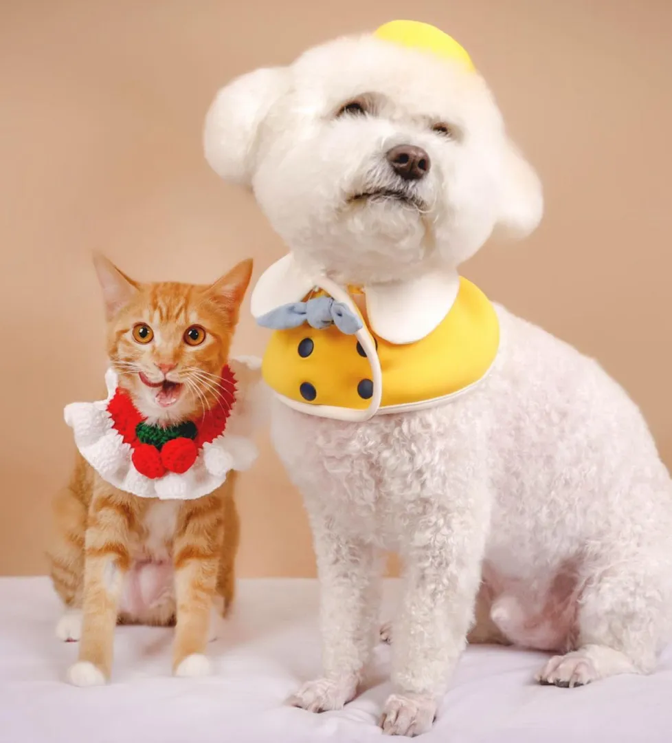 애개묘육아 👶🏻🐶🐱 인스타 소통하실분 !