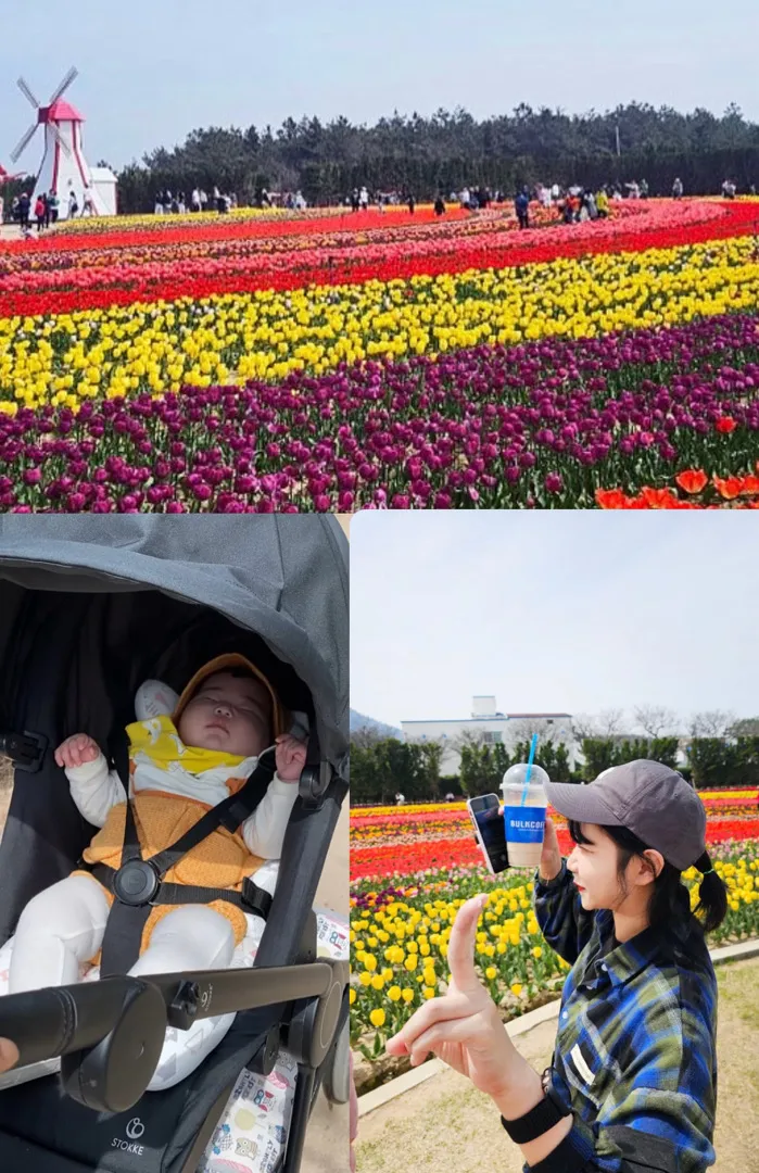 튤립축제보다 튤립사운드북이 좋은 티우