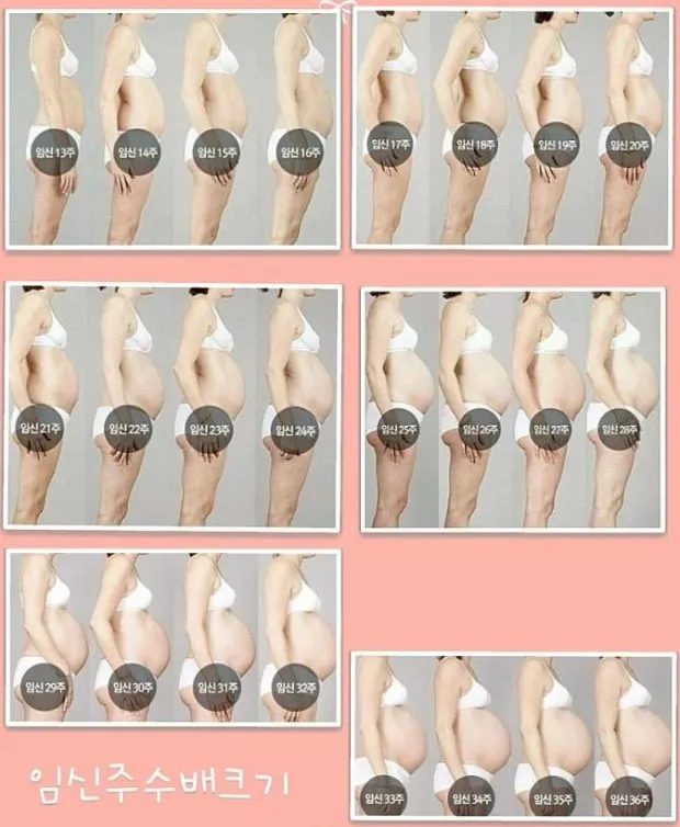 재미로 보는 주수별 배크기 