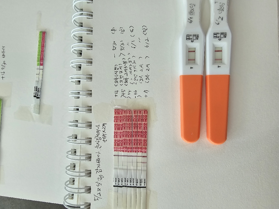 5배 감자1.눈사람 1  5월27일이식