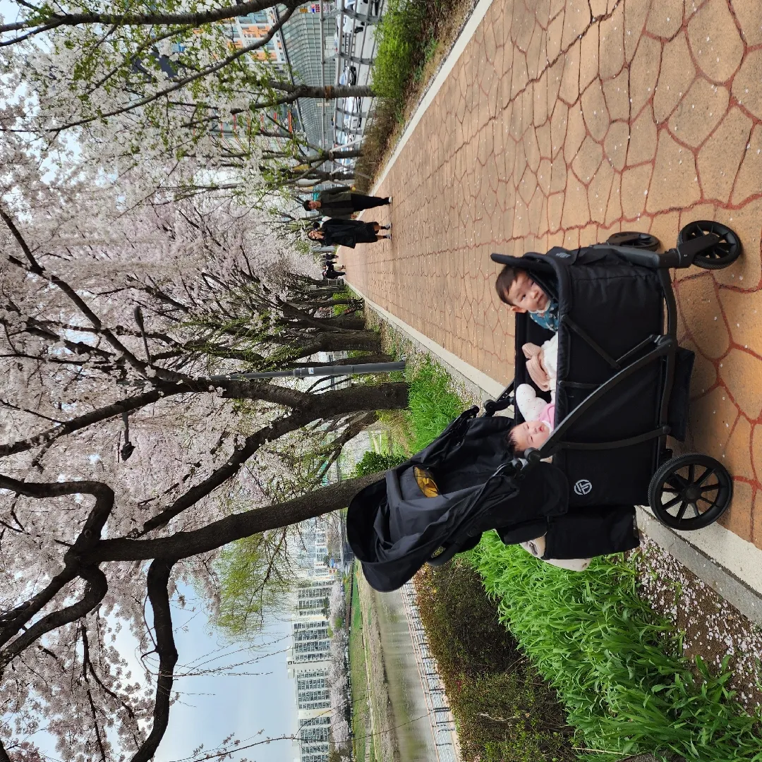 벚꽃🌸