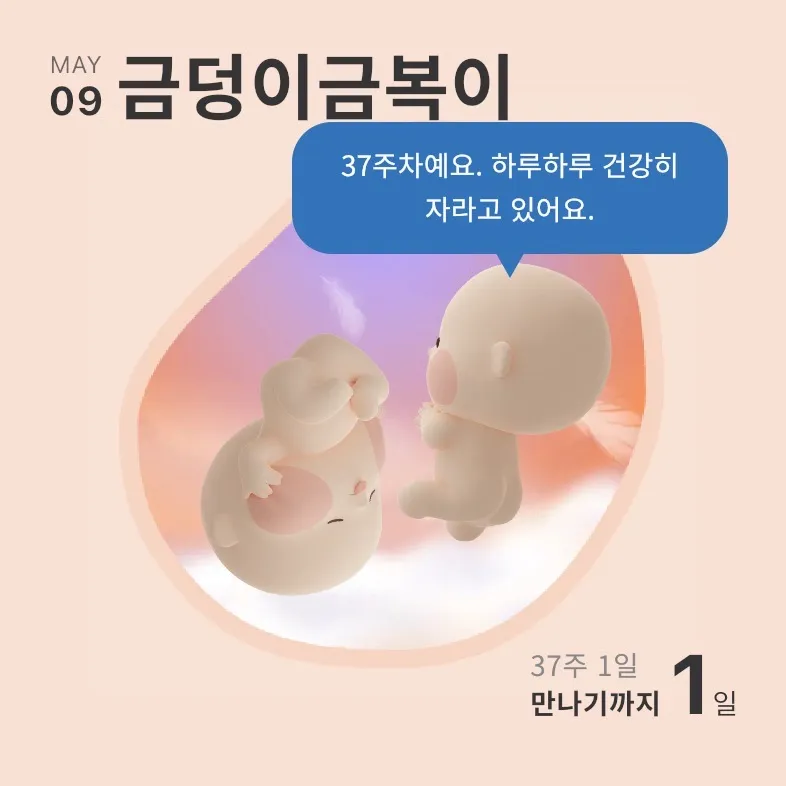 둥이들 지구별도착 D-1 다들고생하셨습니다🫶🏻