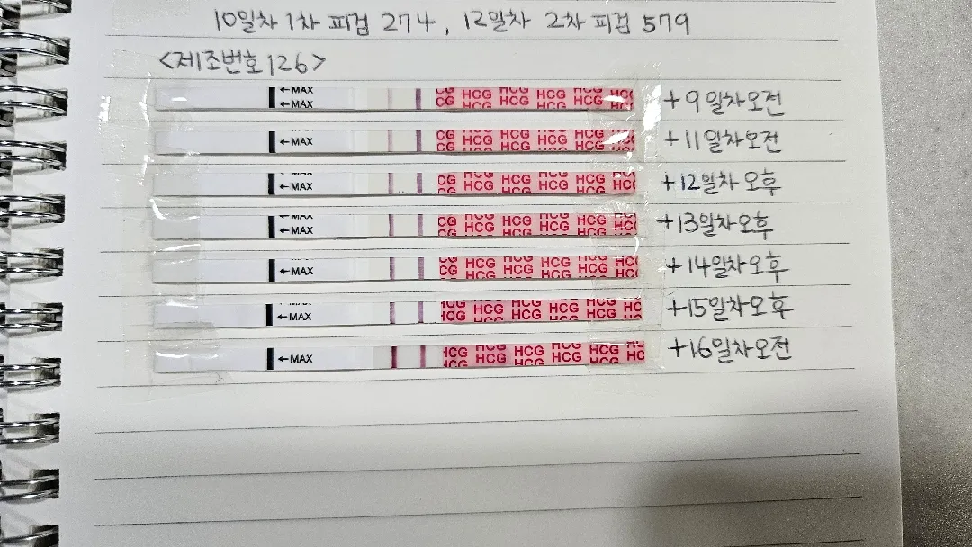 시험관 5일배 16일차