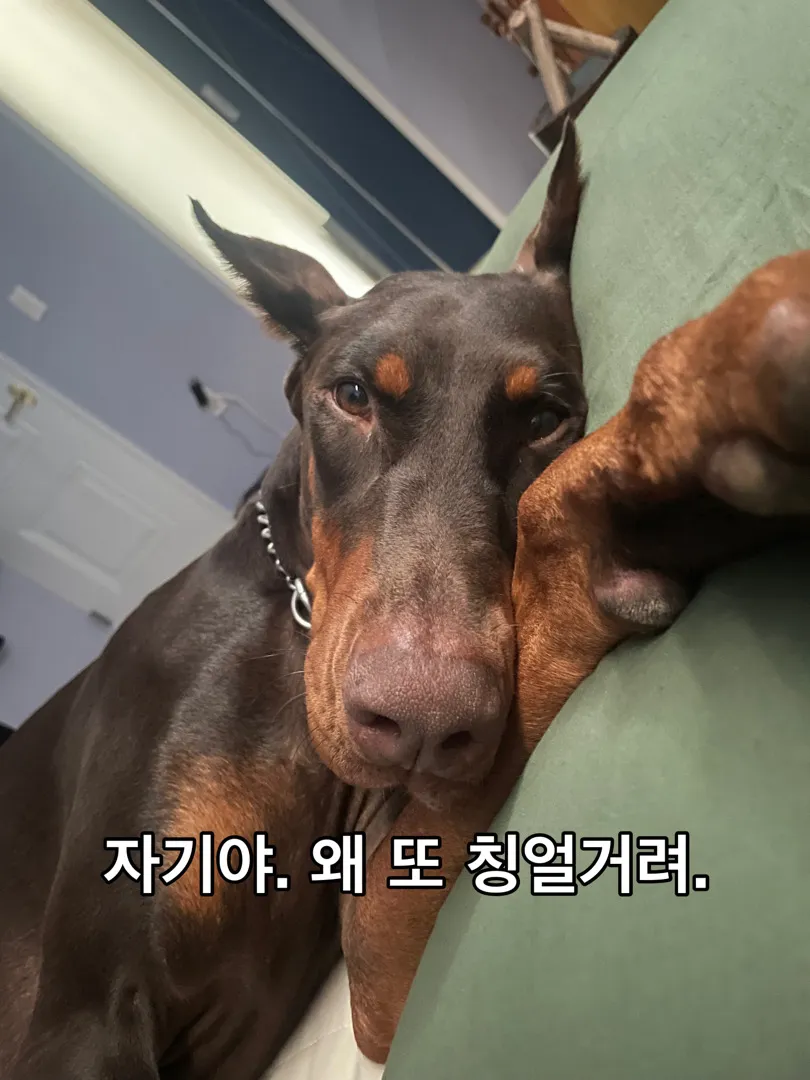 애개육아 준비(대형견), 시댁 반대