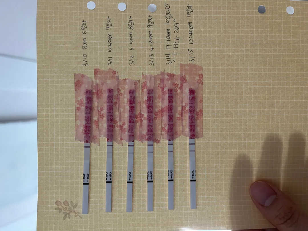 5일배양 감자배아 11일차! 내일 피검사 또해요