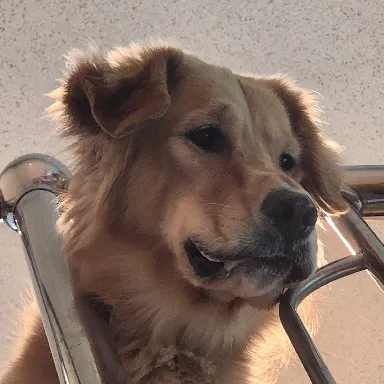 User profile Image