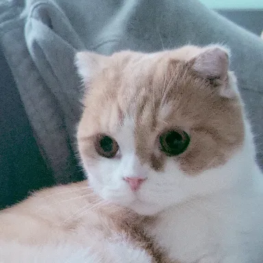 User profile Image