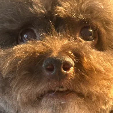 User profile Image