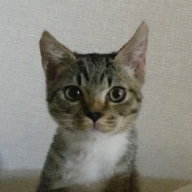 User profile Image