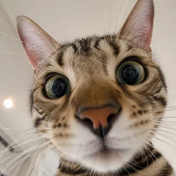 User profile Image