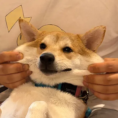 User profile Image