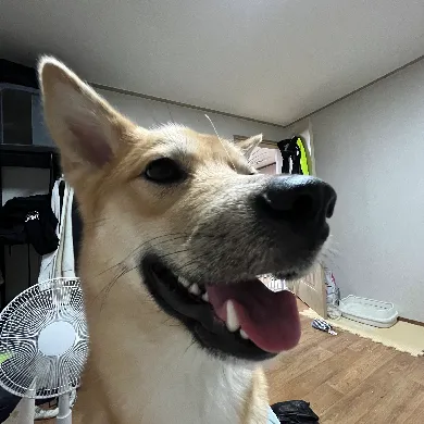 User profile Image