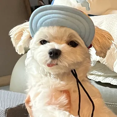 User profile Image