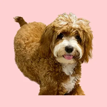 User profile Image
