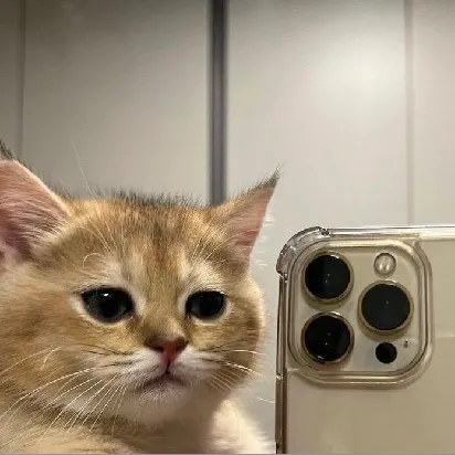 User profile Image