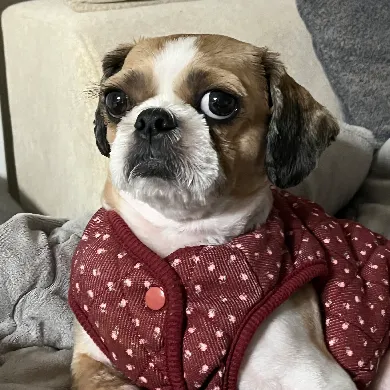 User profile Image