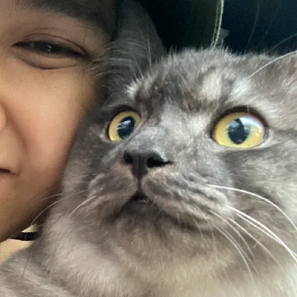 User profile Image